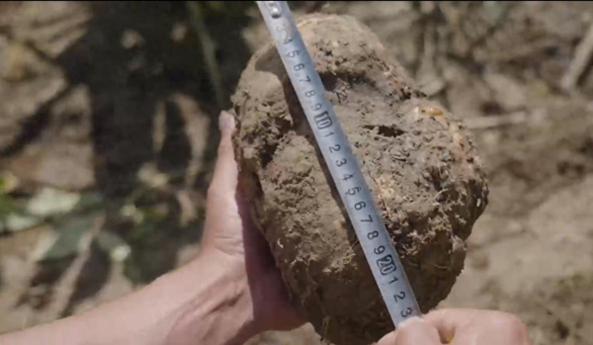 纤维爆表：魔芋爽为何成Z世代心中零食顶流？麻将胡了2模拟器试玩热量不到苹果一半膳